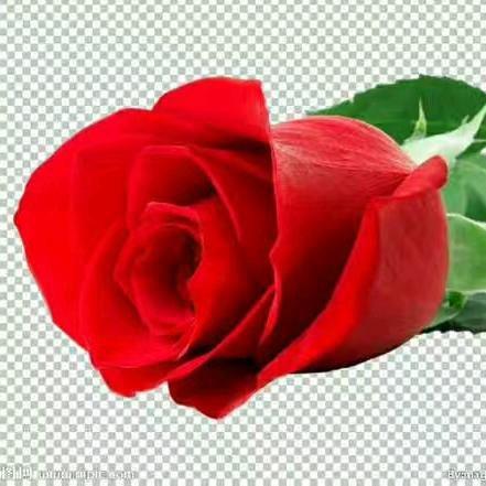 斗南简爱花卉二