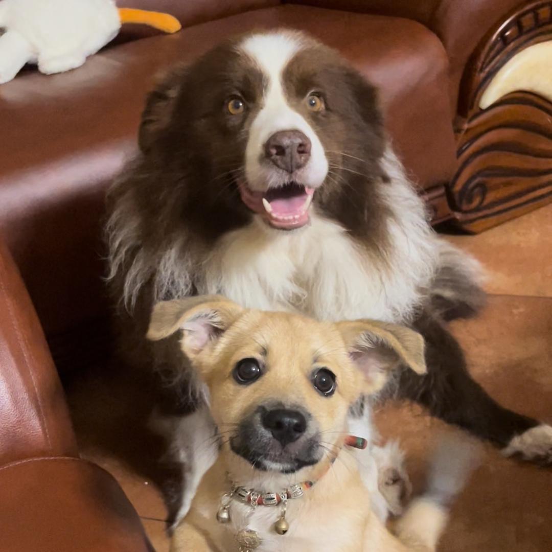 陈义涛0添加手工面