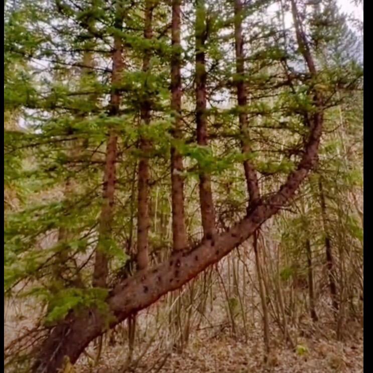 🐓 四 面 夕 阳  🏹