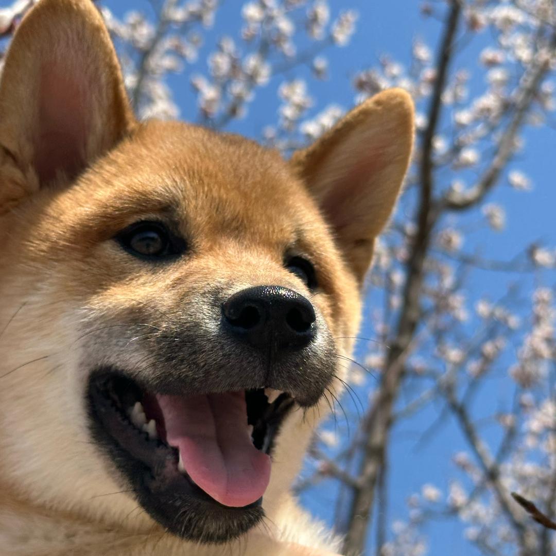 发财日记