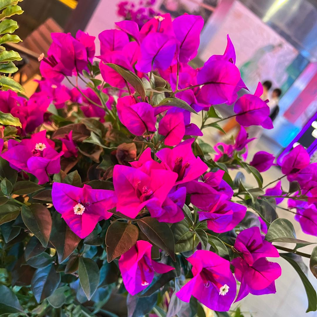 蒹葭苍苍伴你读