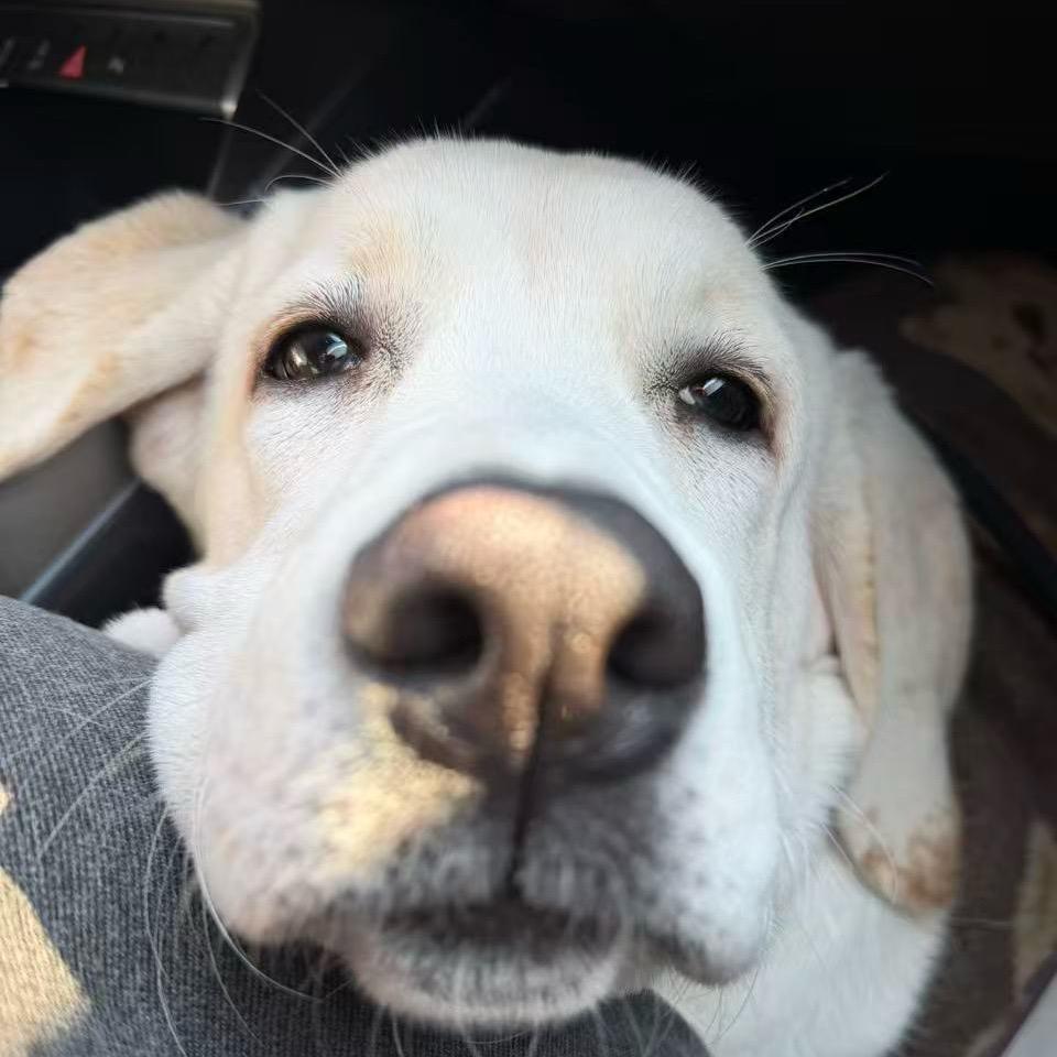 豆豆是只拉不拉猪