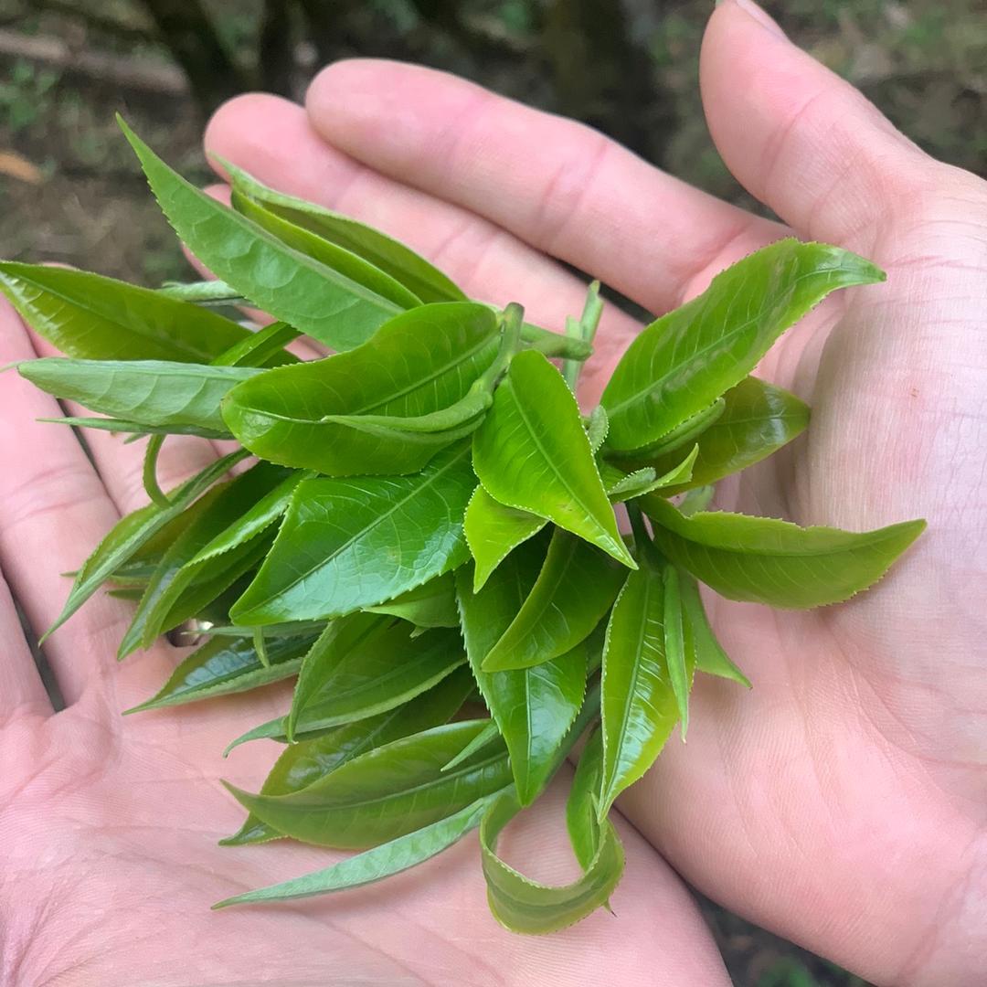 小明的茶