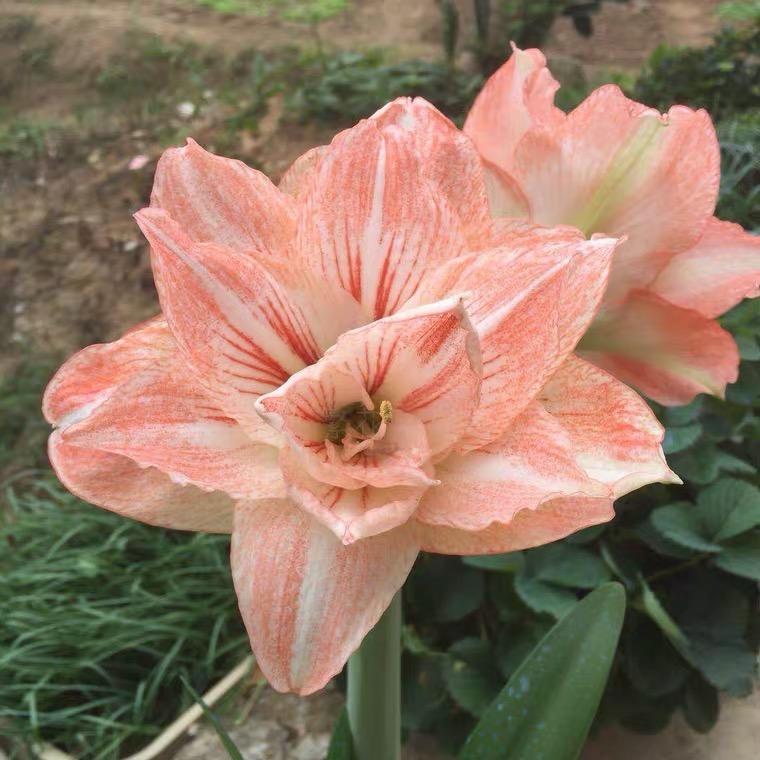 繁花风雨兰