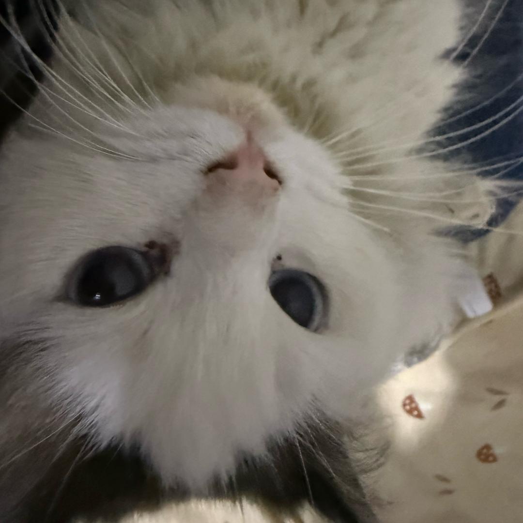 雪里个绒