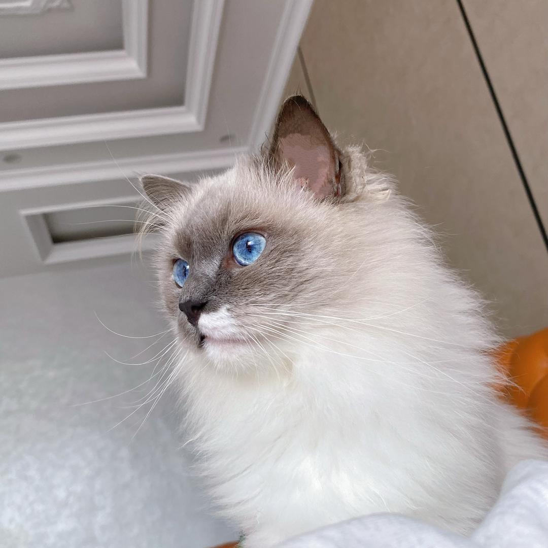 花开富贵的春天