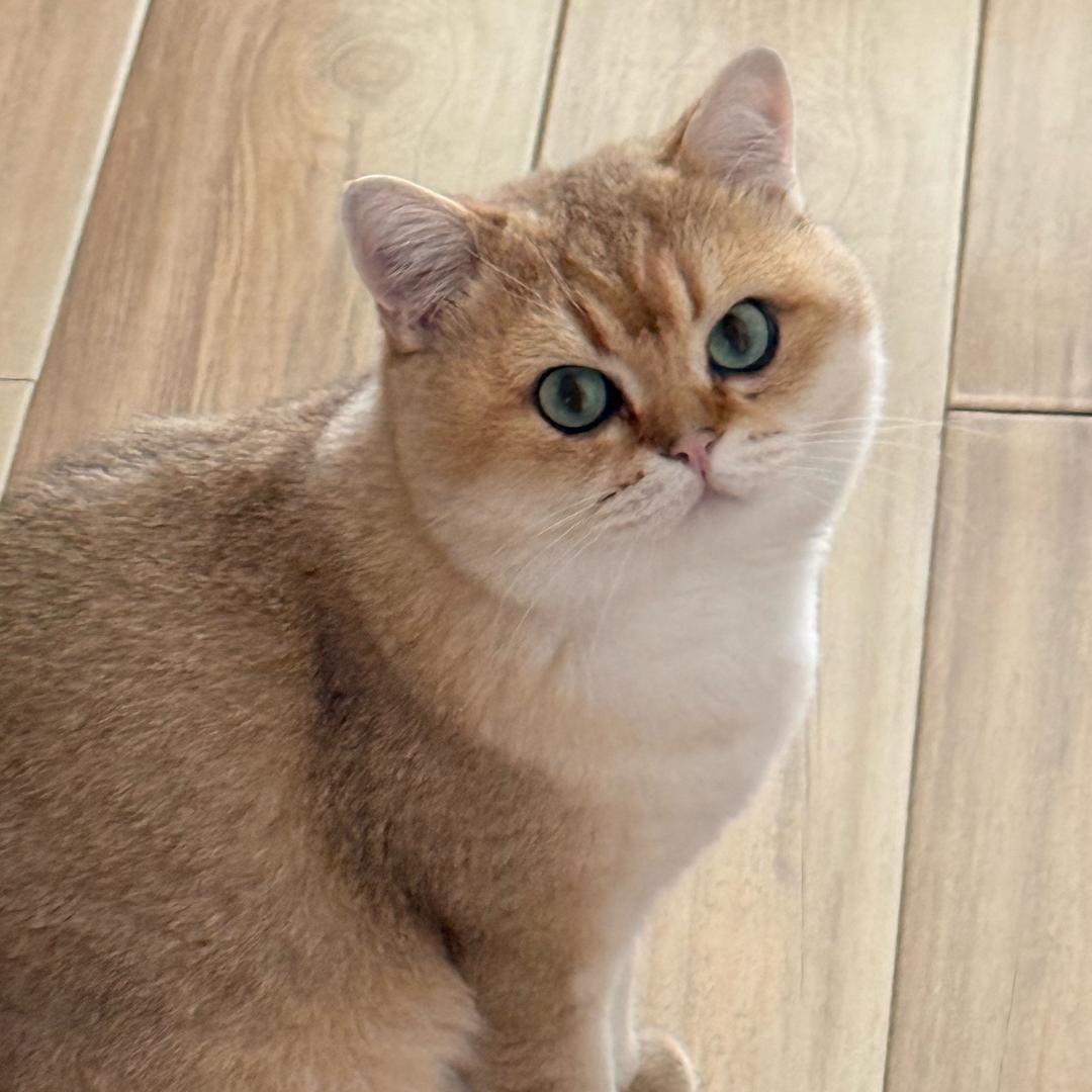 奥特曼曼