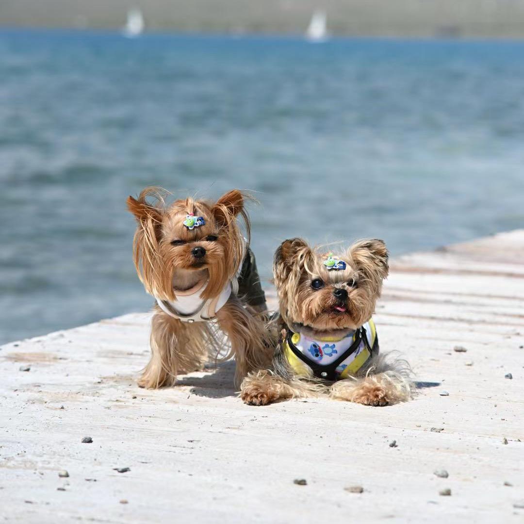 陕西宠物旅行团(可报名)