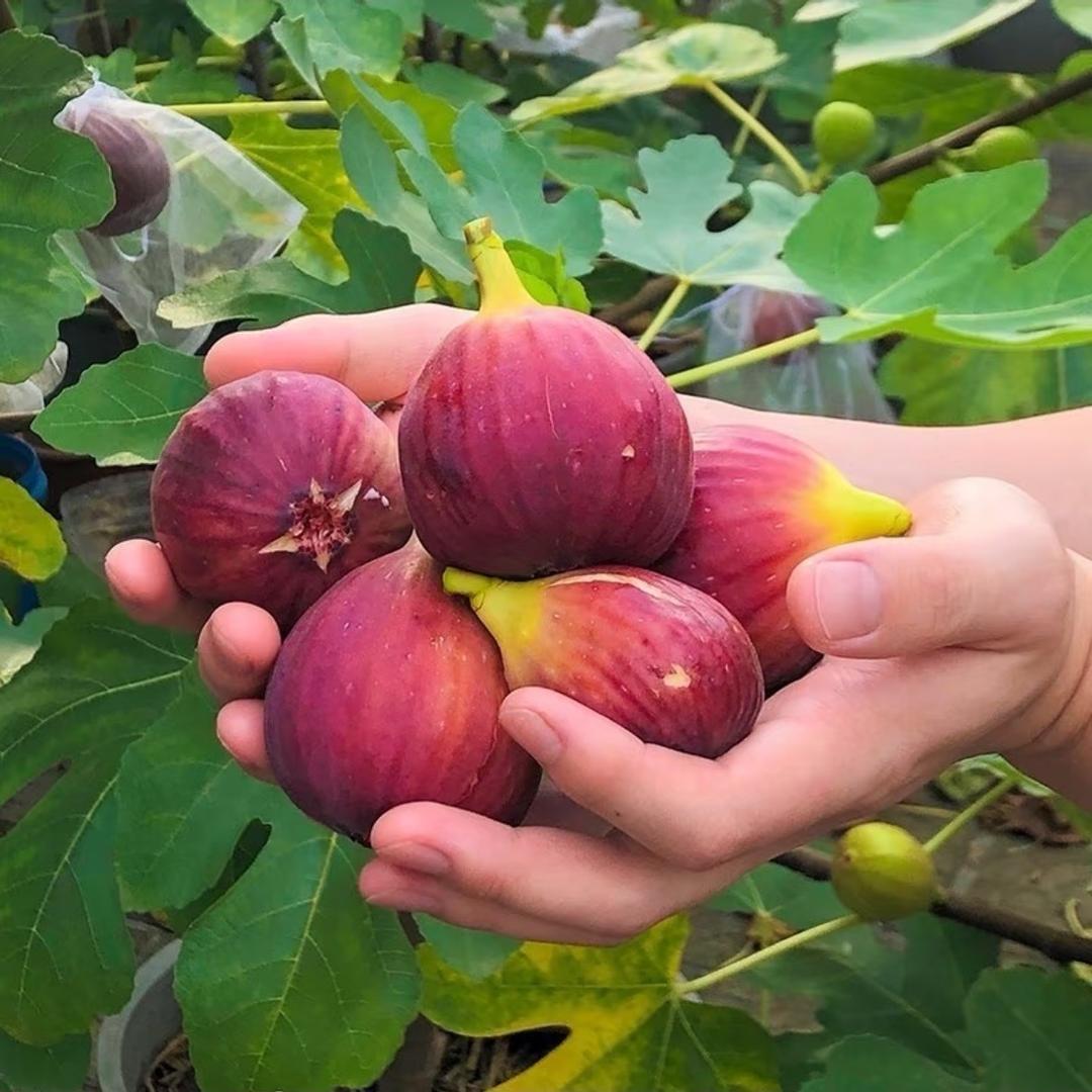 稙艺果树苗木专营店授权2号