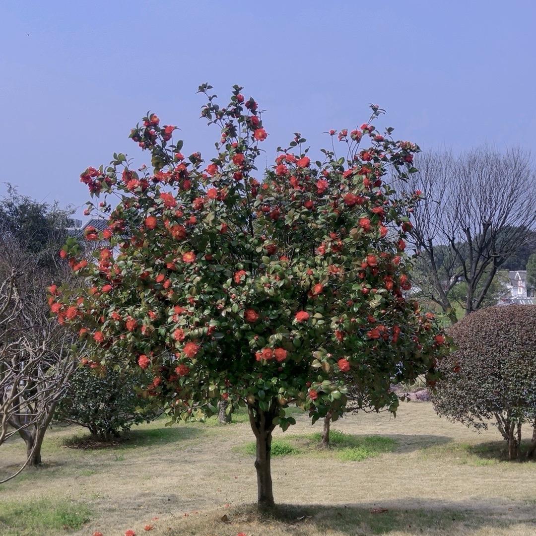 小鱼儿