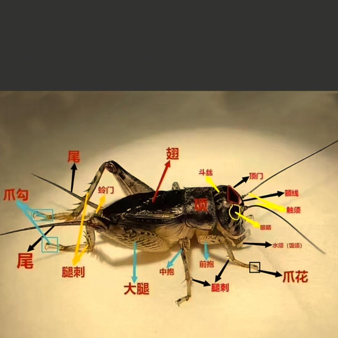 邯郸撬子手小刚