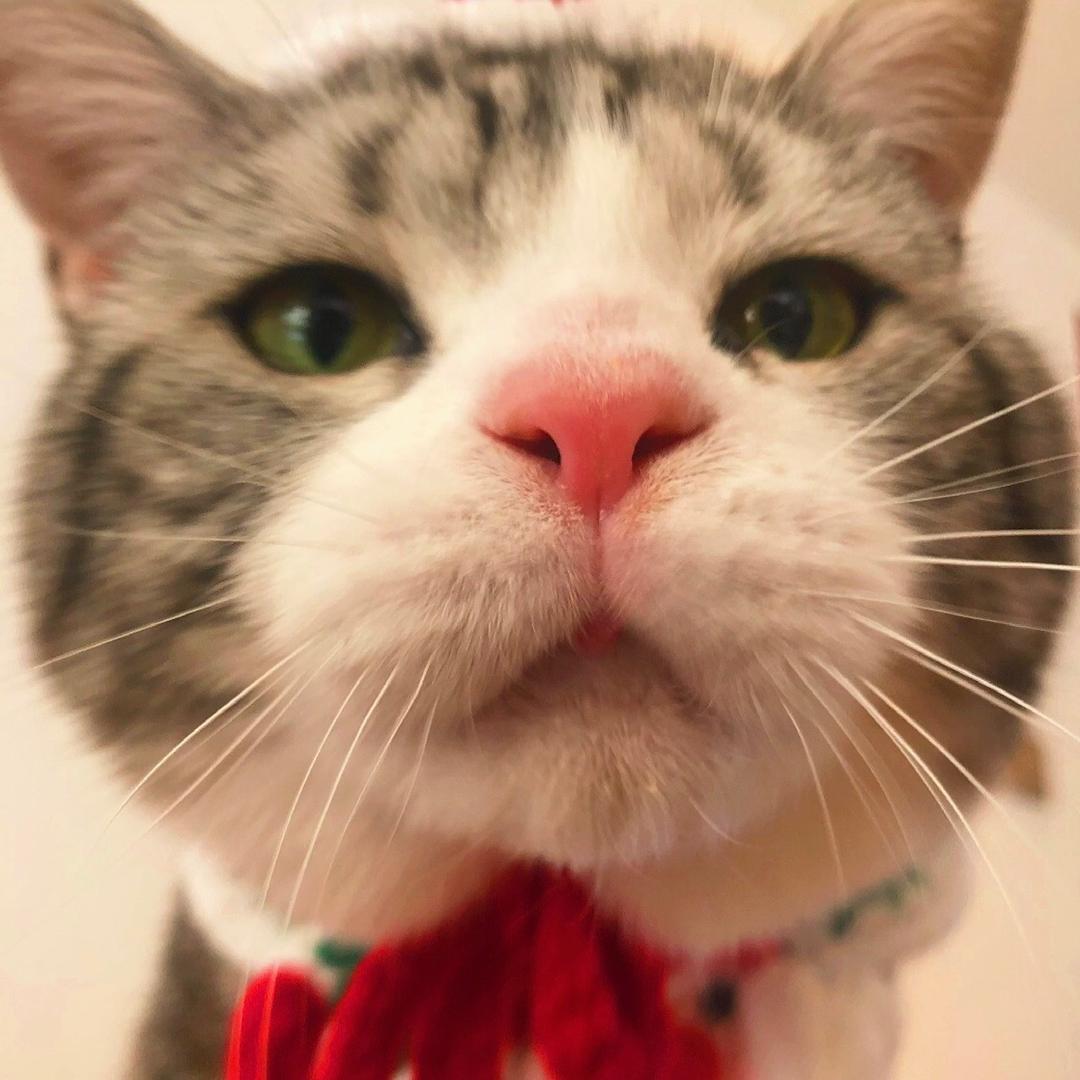 叮当猫的铲屎工@抖音