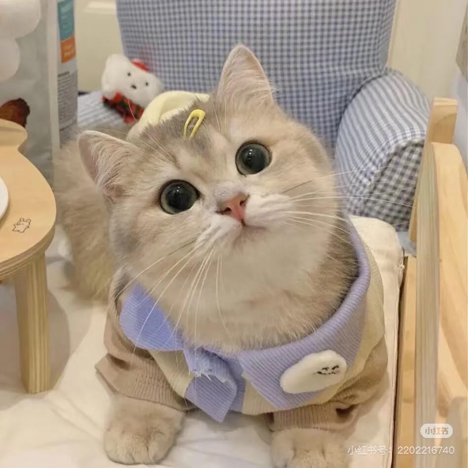 小喵星球🐈