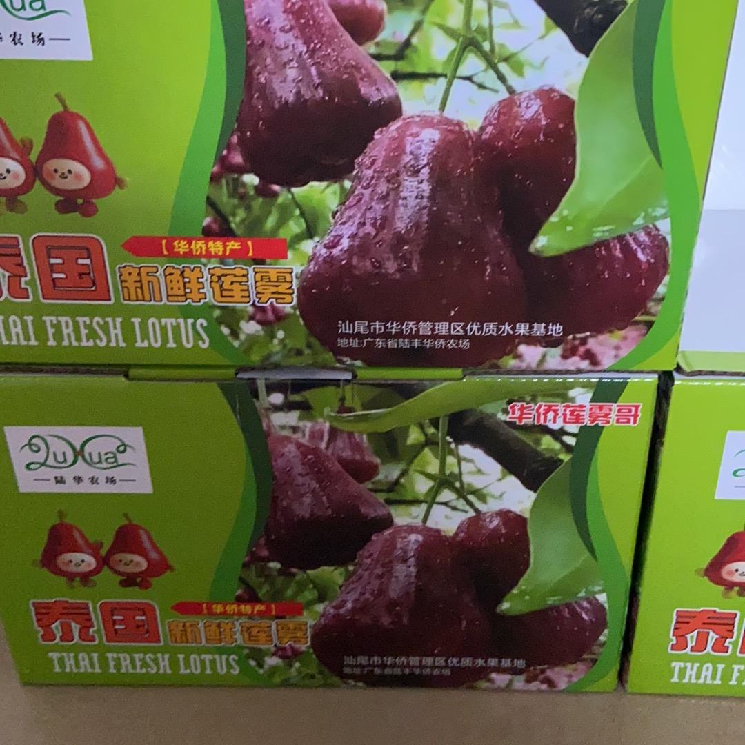 哈哈棒棒莲雾哥（莲雾收购出售）