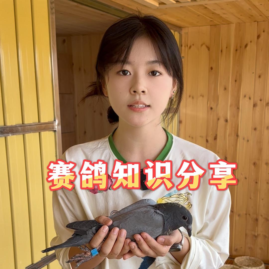 我是赛鸽小王