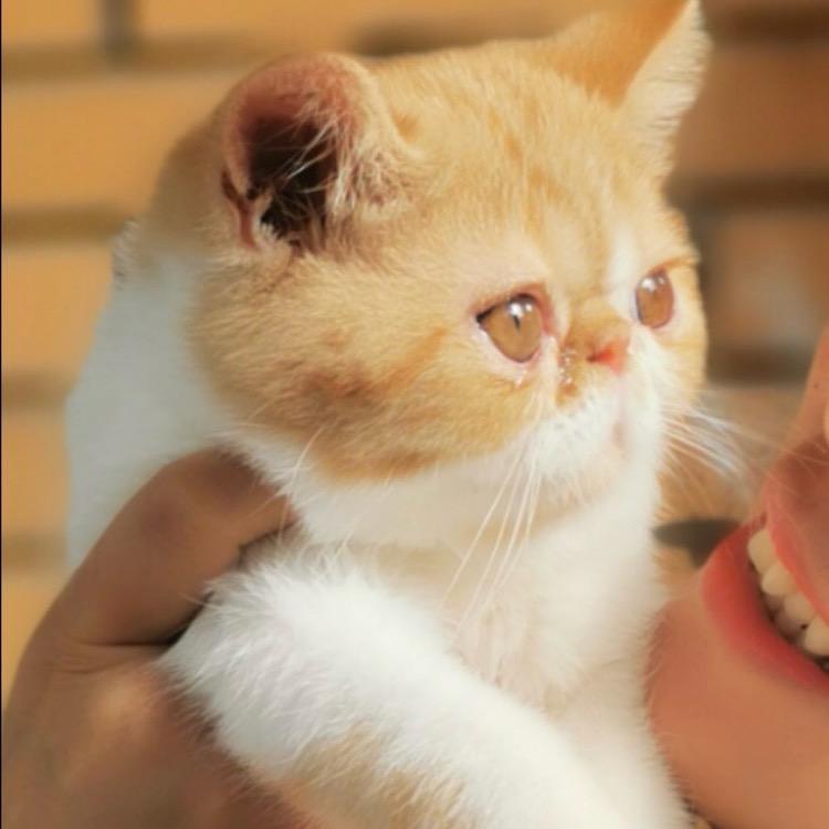 💡灯泡儿在发光🐱