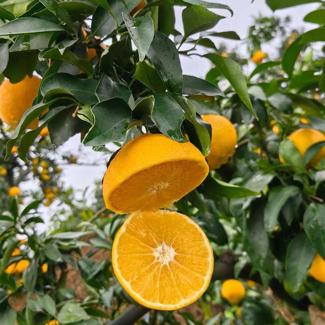 唐老师十三队卖水果