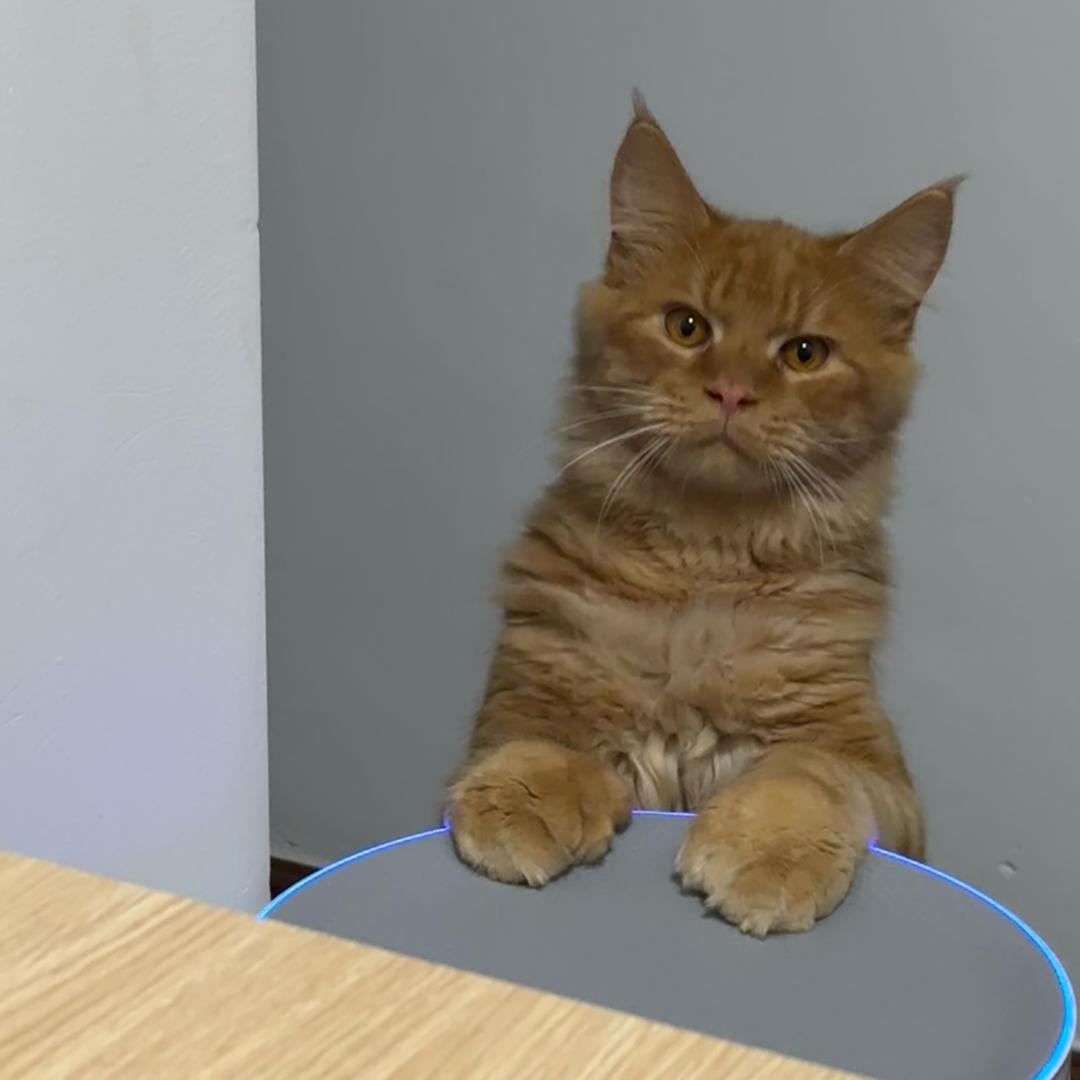 茅台喵酱🐈