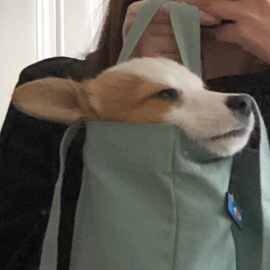 猫猫狗狗