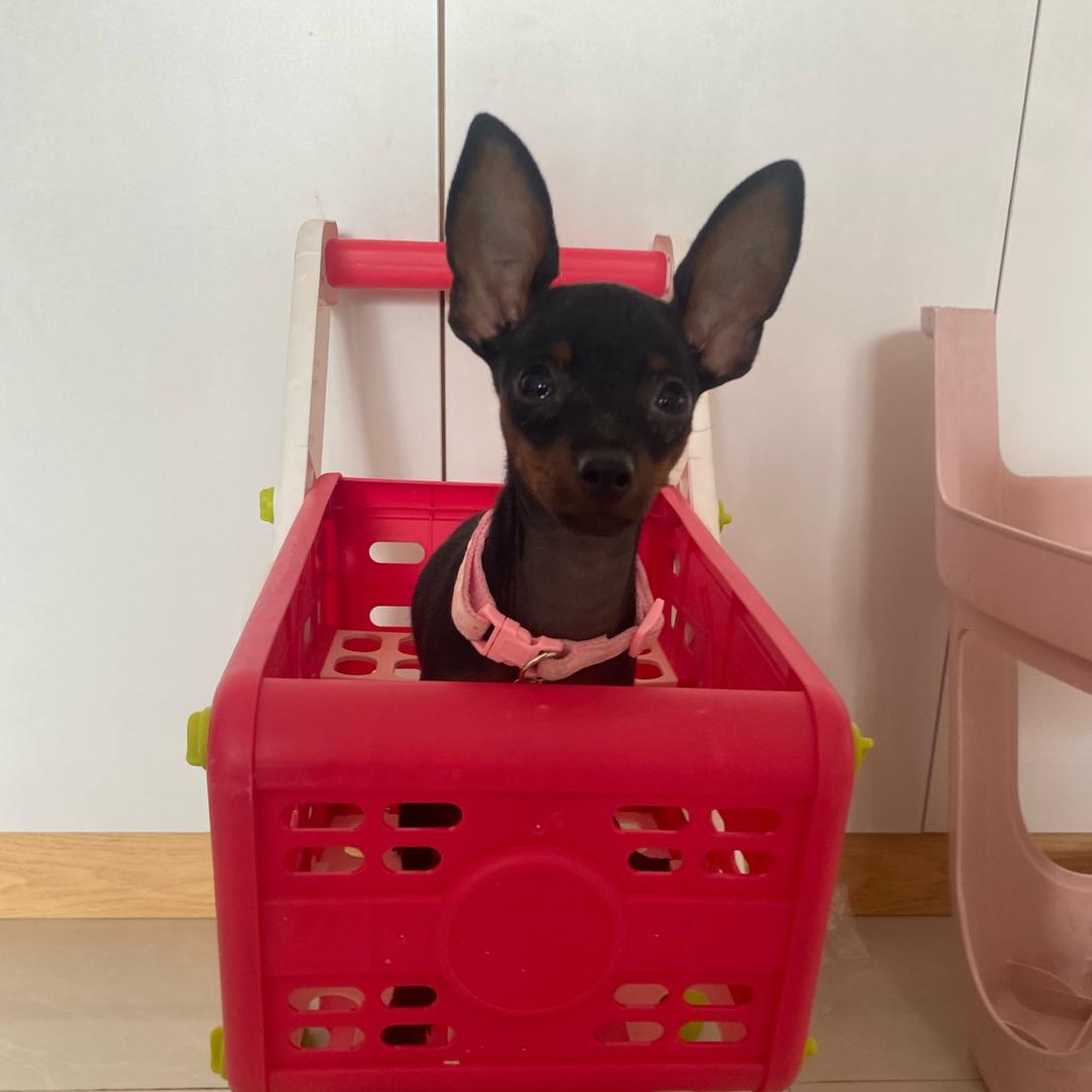 小鹿犬之家