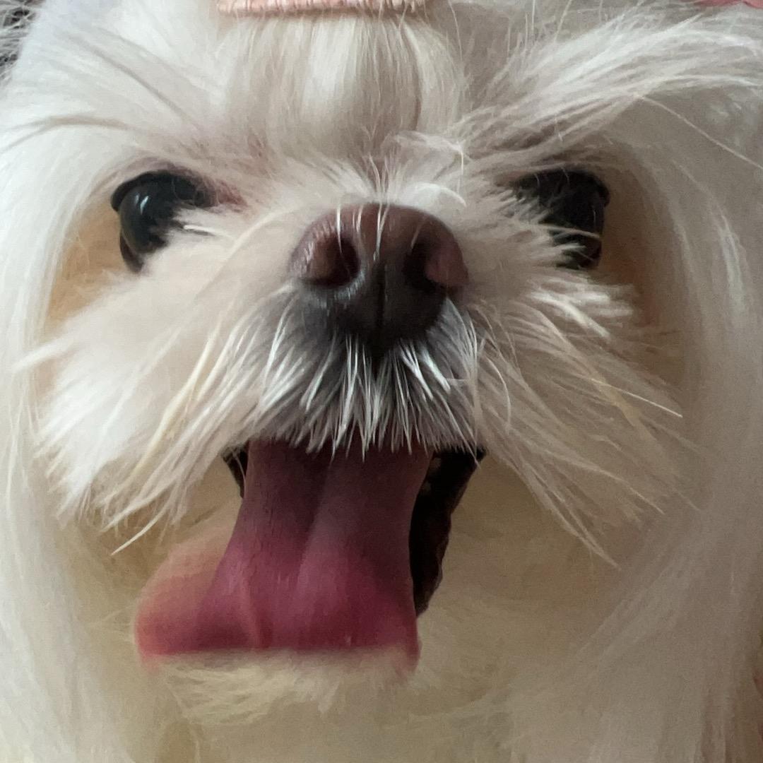 🌟贝拉拉 Isabella🌟