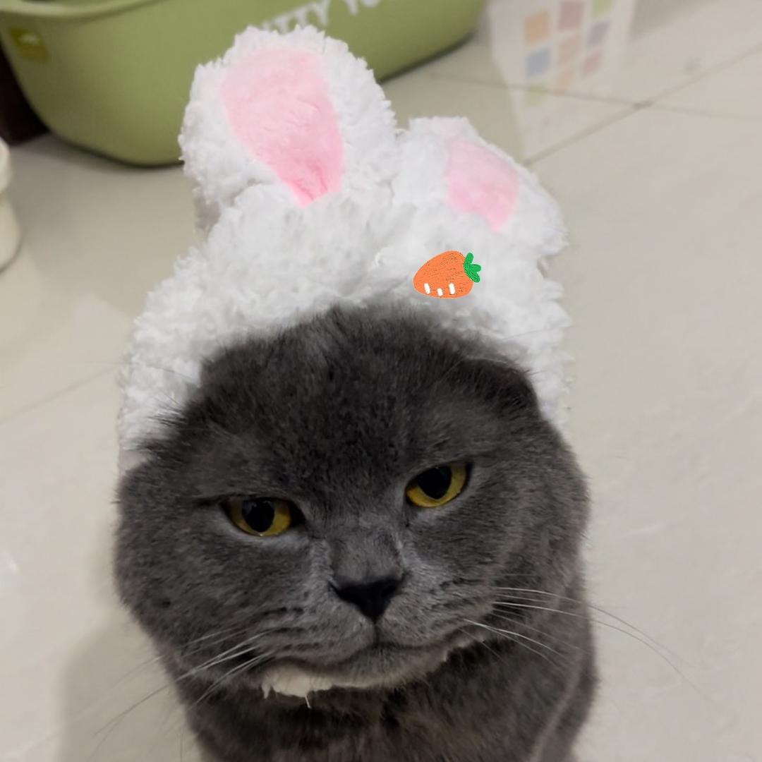 馒头是只猫