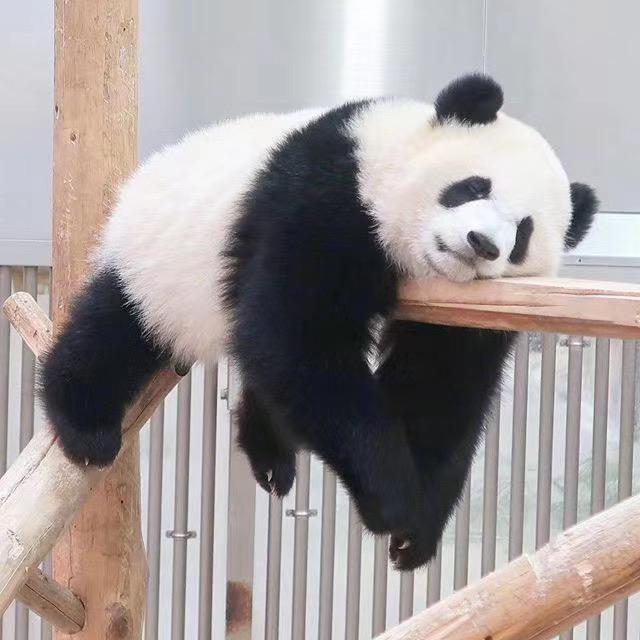 洋洋洋快餐