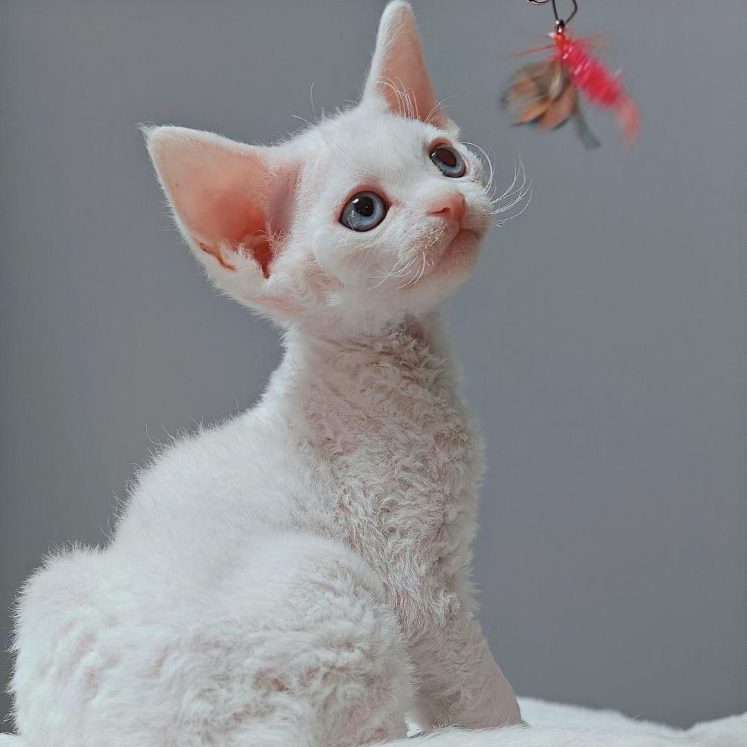 汐汐德文卷毛猫