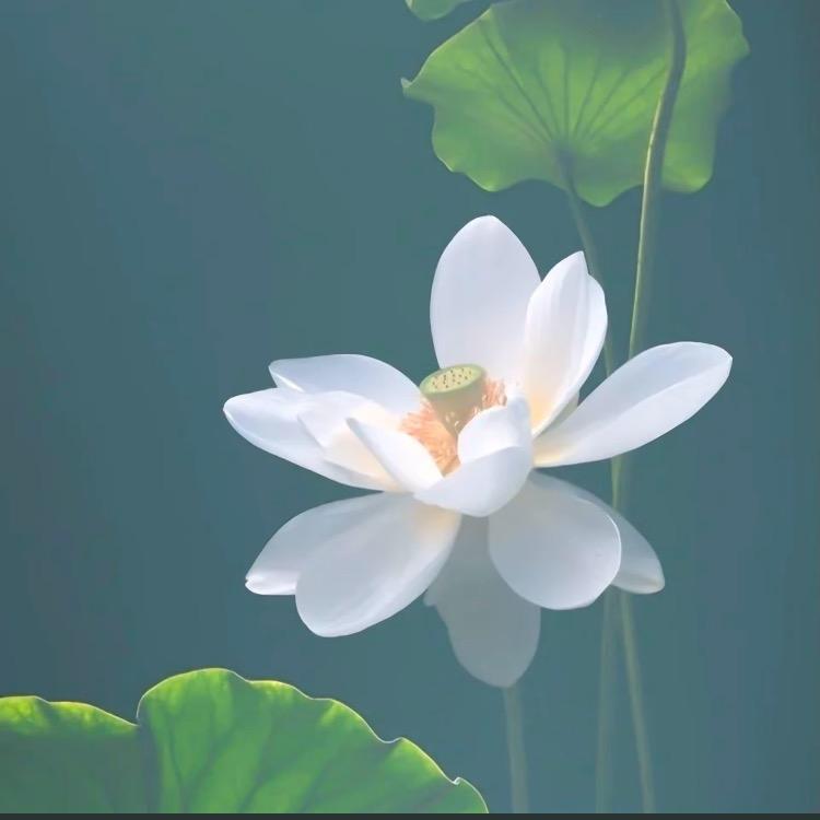 秋秋爱分享
