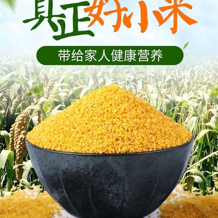 冀金苗高端黄小米