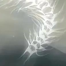 柳贯一
