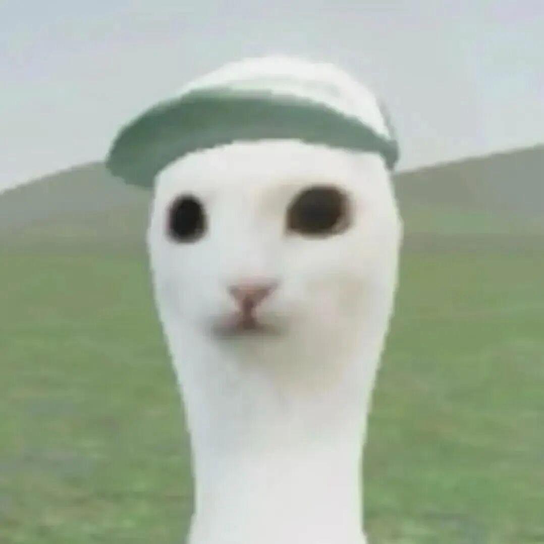 纯情少女猪刚㦤