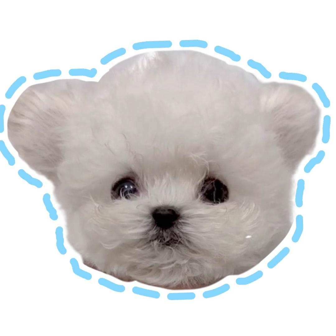 💰Rich是个胆小狗