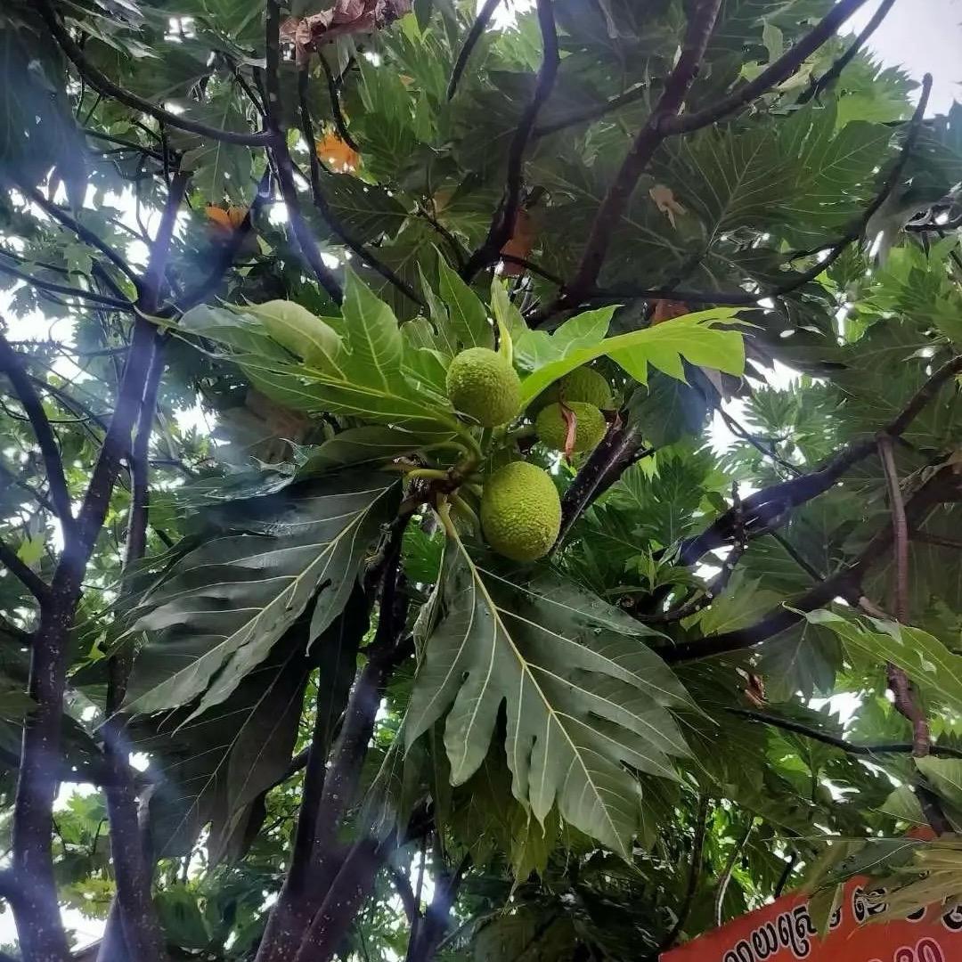 阿龙在东南亚