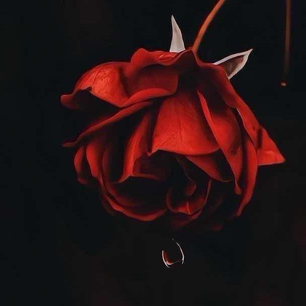 ✨W