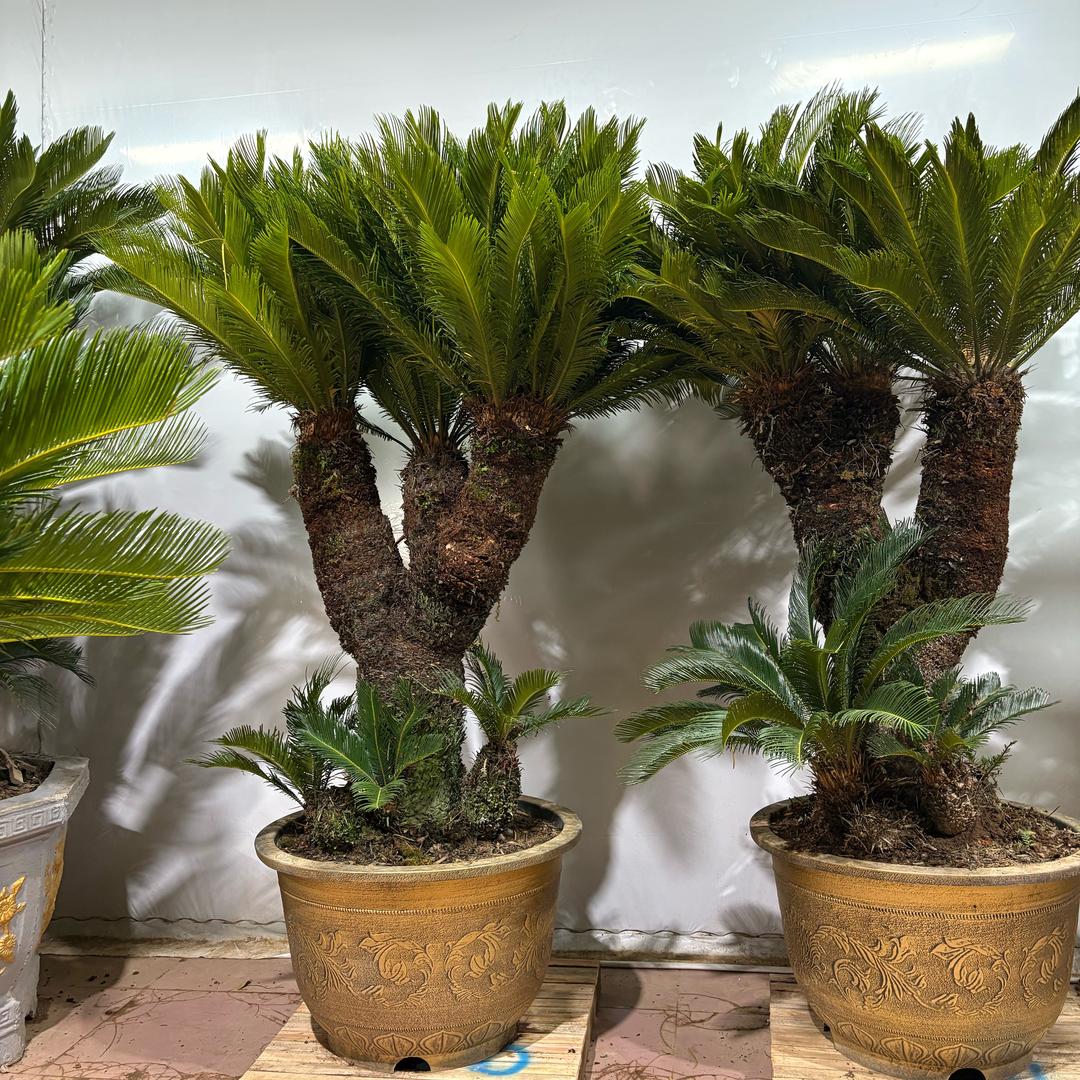 植趣园艺