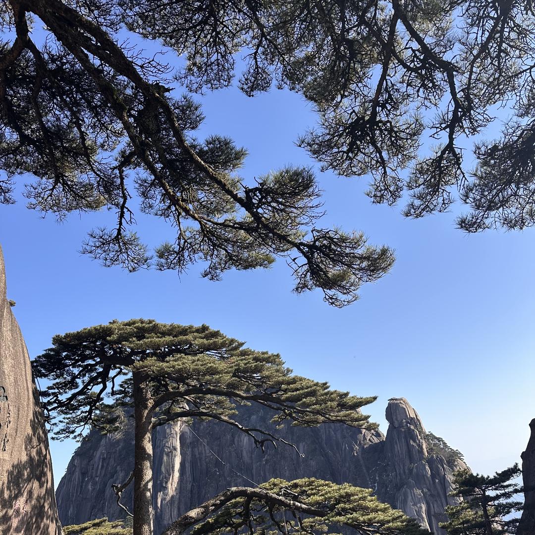 伍飞周茶业