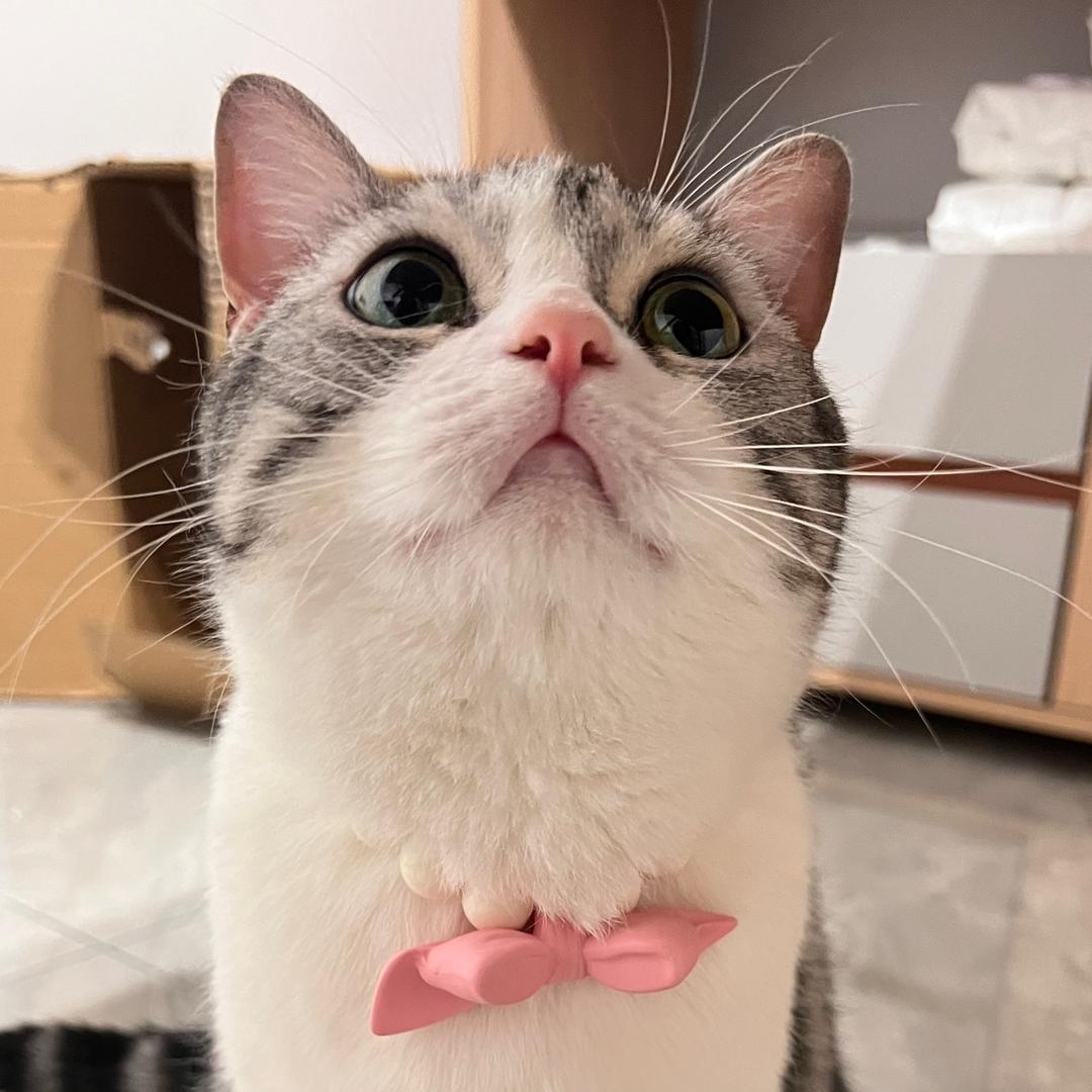 奶香味猫孩儿