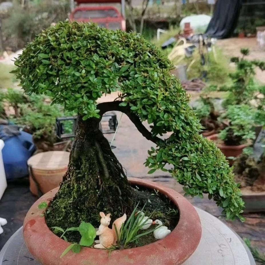 碧绿桩城盆景园艺