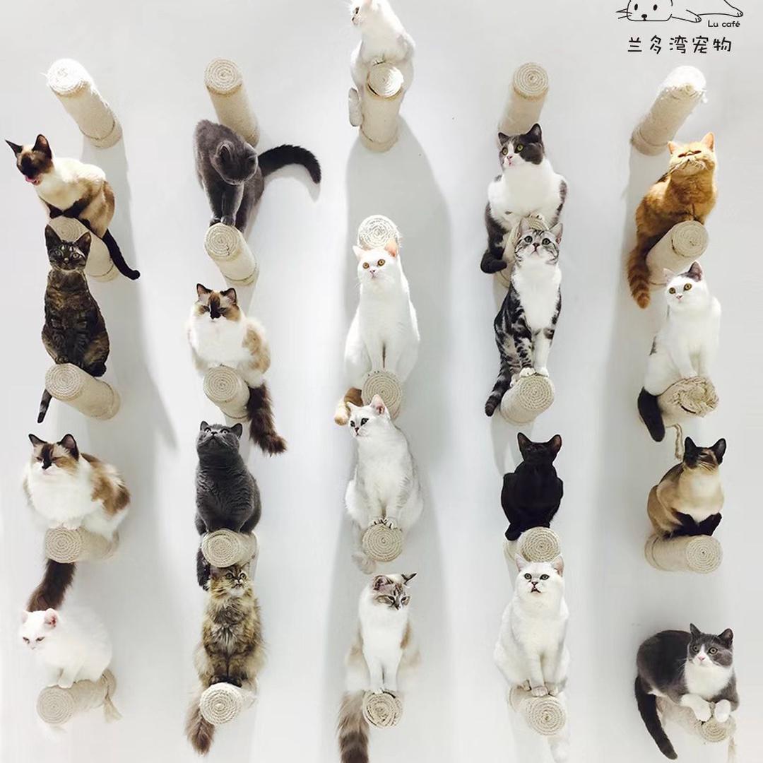 兰多湾·Lu cafe 猫咪幼儿园