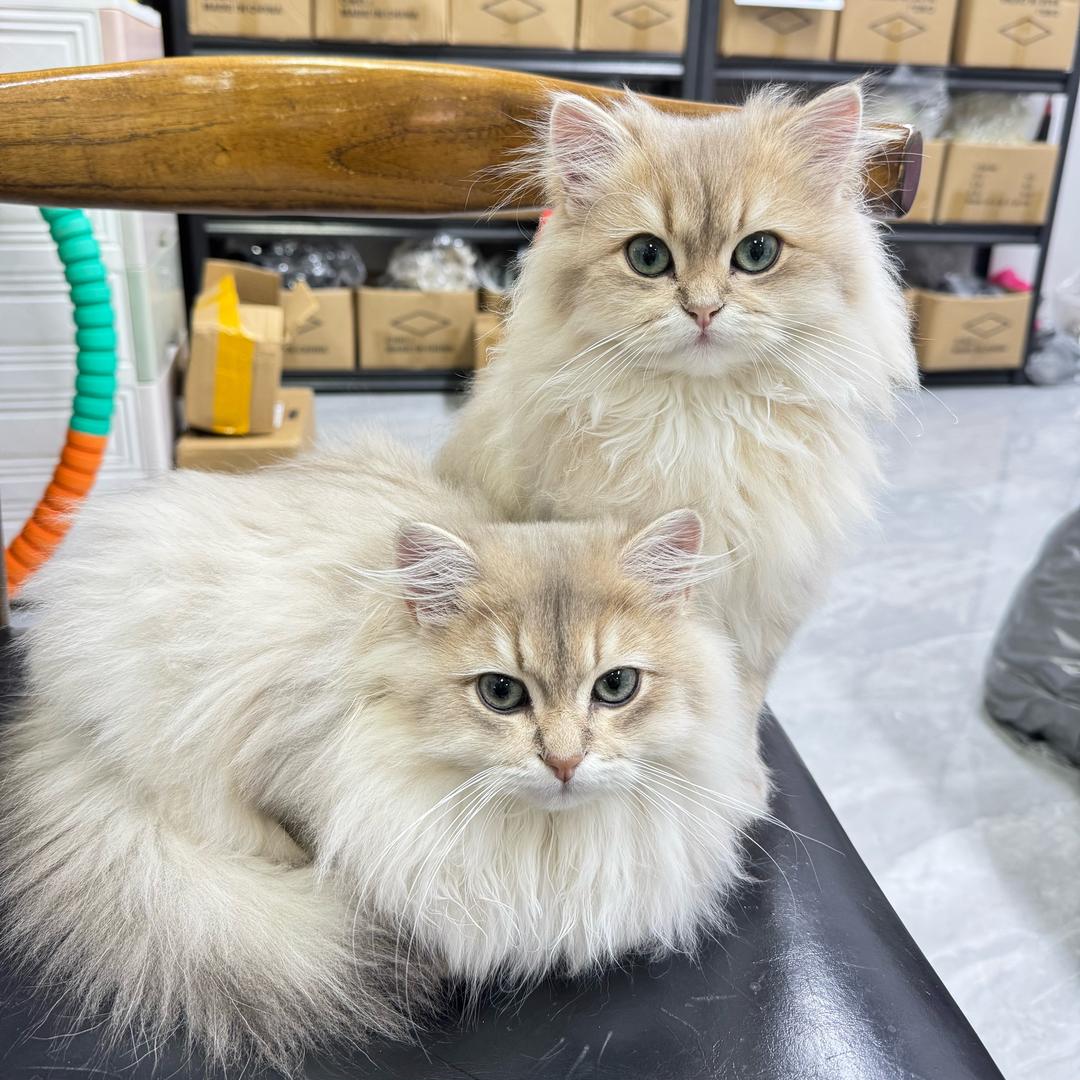 Miko&KaKa