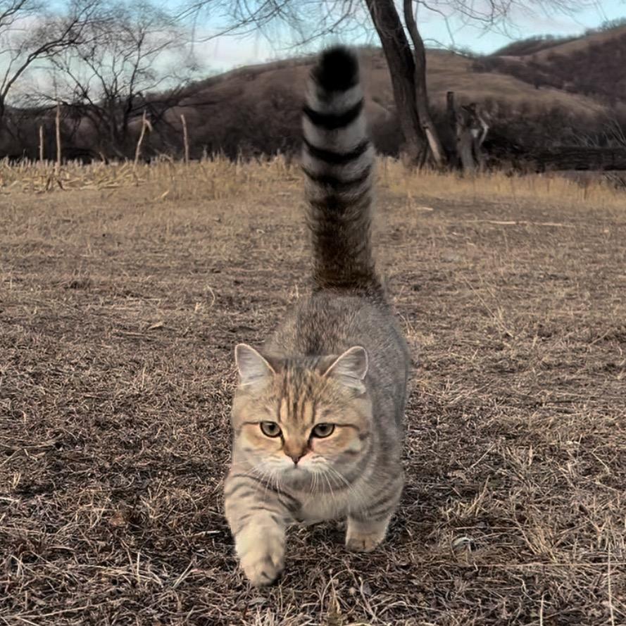 有一只小喵叫蒋小柔