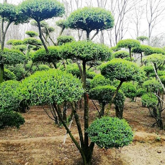 地景造型树