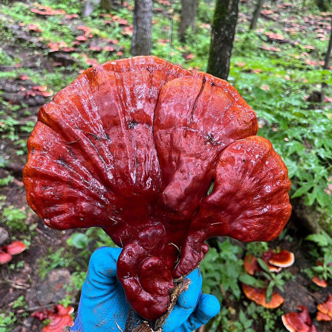 长白山灵芝霖哥