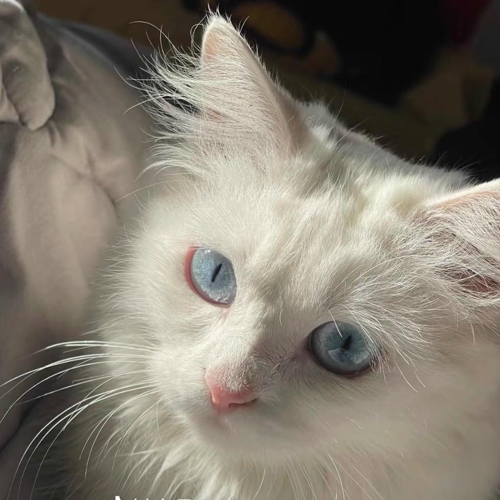 ૮₍˶•.•⑅₎ა