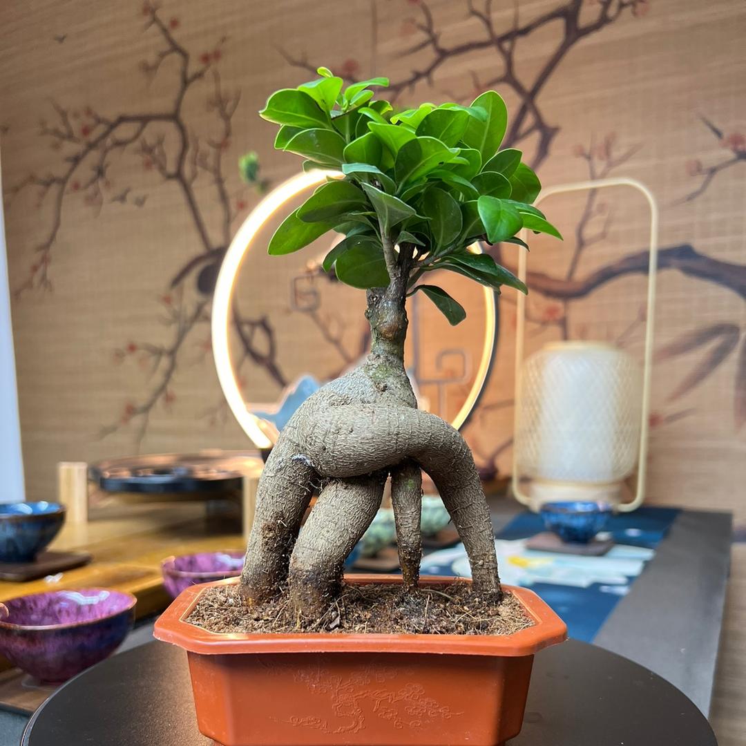 紫竹林花卉盆栽基地