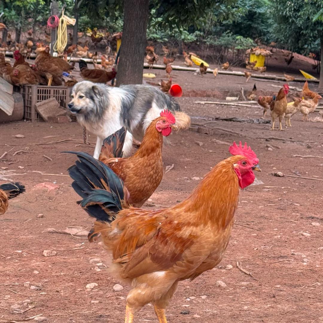 绿林生态养鸡场