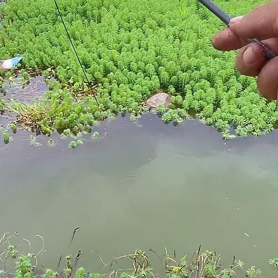 光光去钓鱼了