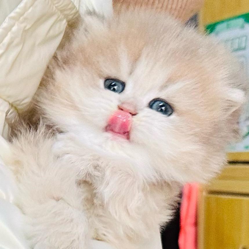柒柒家的猫