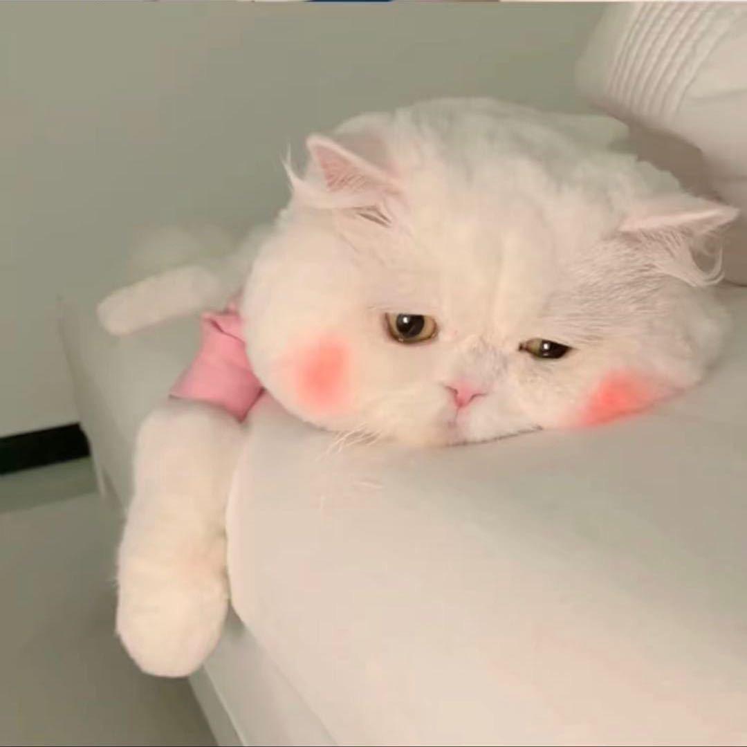 ✨✨  王小新ღ᭄ꦿ࿐💕